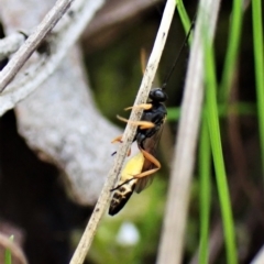 Ichneumonidae (family) at Aranda, ACT - 30 Mar 2023