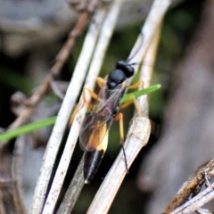 Ichneumonidae (family) at Aranda, ACT - 30 Mar 2023