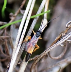 Ichneumonidae (family) at Aranda, ACT - 30 Mar 2023