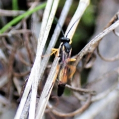 Ichneumonidae (family) at Aranda, ACT - 30 Mar 2023