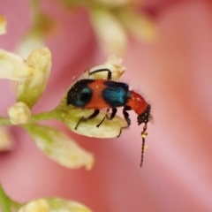 Dicranolaius cinctus (Notched-leg Red & Blue Flower Beetle) at Aranda, ACT - 30 Mar 2023 by CathB