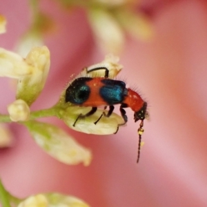 Dicranolaius bellulus at Aranda, ACT - 30 Mar 2023