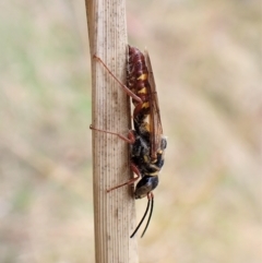 Agriomyia sp. (genus) (Yellow flower wasp) at Cook, ACT - 2 Apr 2023 by CathB