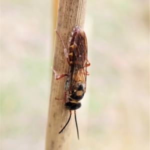 Agriomyia sp. (genus) at Cook, ACT - 2 Apr 2023