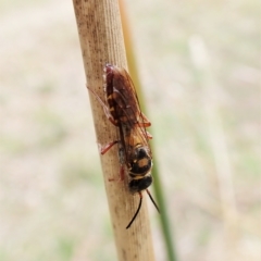 Agriomyia sp. (genus) at Cook, ACT - 2 Apr 2023 11:21 AM