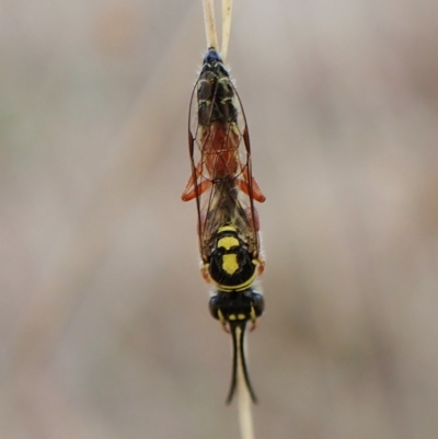 Aeolothynuus sp. (genus) (A flower wasp) at Cook, ACT - 21 Mar 2023 by CathB