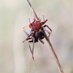 Habronestes bradleyi at Aranda, ACT - 30 Mar 2023