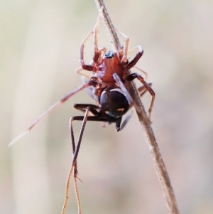 Habronestes bradleyi at Aranda, ACT - 30 Mar 2023