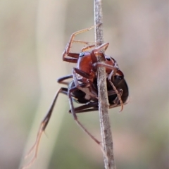 Habronestes bradleyi at Aranda, ACT - 30 Mar 2023