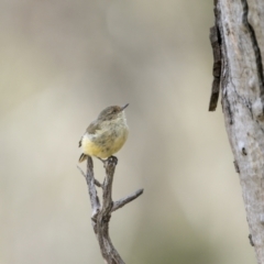 Acanthiza reguloides (Buff-rumped Thornbill) at Hackett, ACT - 30 Mar 2023 by trevsci