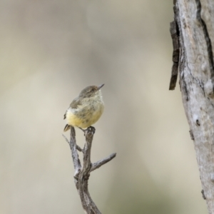 Acanthiza reguloides at Hackett, ACT - 30 Mar 2023