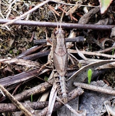 Phaulacridium vittatum (Wingless Grasshopper) at Cook, ACT - 1 Apr 2023 by CathB