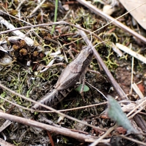 Phaulacridium vittatum at Cook, ACT - 1 Apr 2023