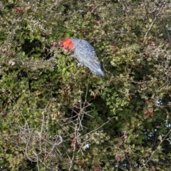 Callocephalon fimbriatum (Gang-gang Cockatoo) at Pialligo, ACT - 30 Mar 2023 by trevsci