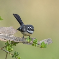 Rhipidura albiscapa (Grey Fantail) at Pialligo, ACT - 29 Mar 2023 by trevsci