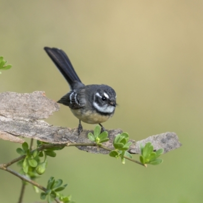 Rhipidura albiscapa (Grey Fantail) at Pialligo, ACT - 30 Mar 2023 by trevsci