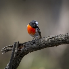 Petroica boodang (Scarlet Robin) at Hackett, ACT - 30 Mar 2023 by trevsci