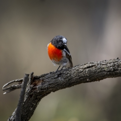 Petroica boodang (Scarlet Robin) at Hackett, ACT - 30 Mar 2023 by trevsci