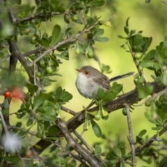 Malurus cyaneus (Superb Fairywren) at Pialligo, ACT - 30 Mar 2023 by trevsci