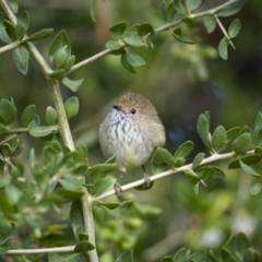 Acanthiza pusilla (Brown Thornbill) at Pialligo, ACT - 29 Mar 2023 by trevsci