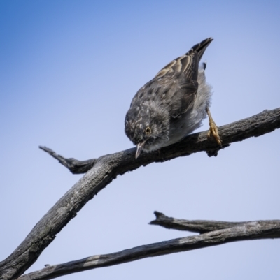 Daphoenositta chrysoptera (Varied Sittella) at Mount Ainslie - 30 Mar 2023 by trevsci