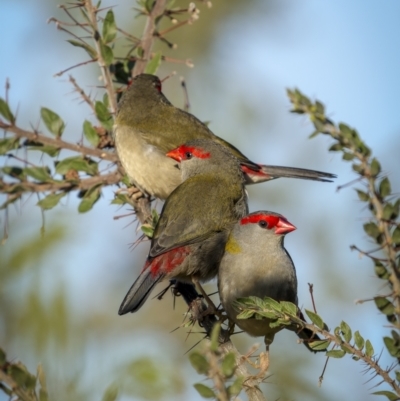 Neochmia temporalis (Red-browed Finch) at Hackett, ACT - 28 Mar 2023 by trevsci