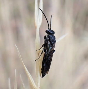 Tiphiidae (family) at Aranda, ACT - 21 Mar 2023 02:43 PM