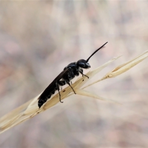 Tiphiidae (family) at Aranda, ACT - 21 Mar 2023 02:43 PM