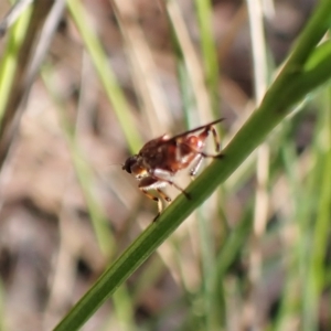 Tapeigaster sp. (genus) at Aranda, ACT - 30 Mar 2023