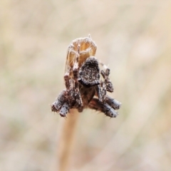 Novakiella trituberculosa (Common Novakiella) at Cook, ACT - 20 Mar 2023 by CathB