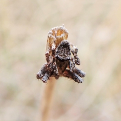 Novakiella trituberculosa (Common Novakiella) at Mount Painter - 19 Mar 2023 by CathB