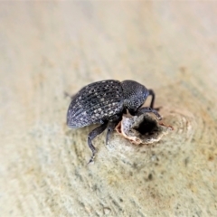 Tyrtaeosus sp. (genus) (Weevil) at Aranda Bushland - 30 Mar 2023 by CathB