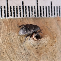 Tyrtaeosus sp. (genus) at Aranda, ACT - 30 Mar 2023
