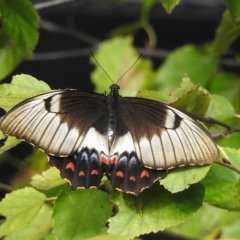 Papilio aegeus (Orchard Swallowtail, Large Citrus Butterfly) at Burradoo - 1 Apr 2023 by GlossyGal