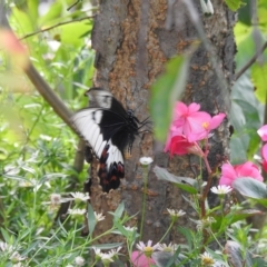 Papilio aegeus at Burradoo, NSW - 1 Apr 2023