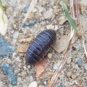 Armadillidium vulgare at Kambah, ACT - 3 Apr 2023 03:10 PM