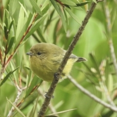 Acanthiza nana (Yellow Thornbill) at Burradoo, NSW - 2 Apr 2023 by GlossyGal