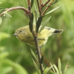 Acanthiza nana at Burradoo, NSW - suppressed