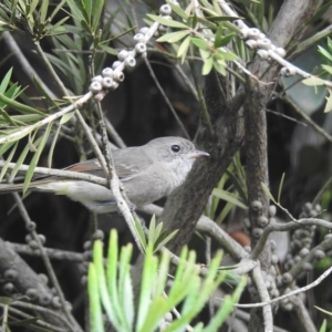 Pachycephala pectoralis at Burradoo, NSW - suppressed