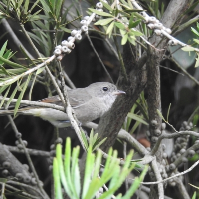 Pachycephala pectoralis (Golden Whistler) at Burradoo - 2 Apr 2023 by GlossyGal