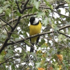 Pachycephala pectoralis at Burradoo, NSW - suppressed