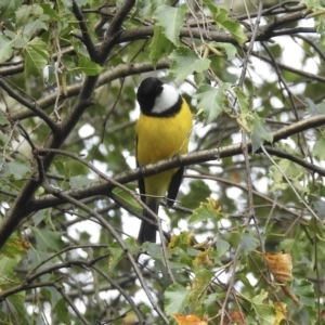 Pachycephala pectoralis at Burradoo, NSW - suppressed