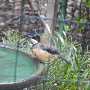 Acanthorhynchus tenuirostris at Burradoo, NSW - suppressed