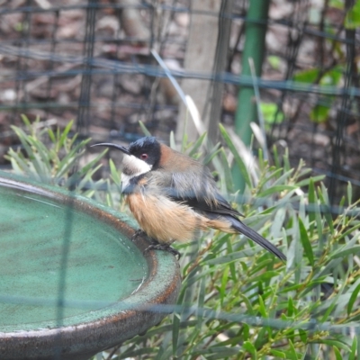 Acanthorhynchus tenuirostris (Eastern Spinebill) at Wingecarribee Local Government Area - 2 Apr 2023 by GlossyGal