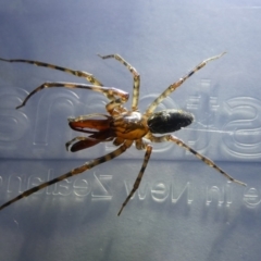 Namandia sp. (genus) (Long-jawed Desid) at Charleys Forest, NSW - 25 Mar 2022 by arjay