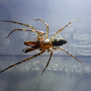 Namandia sp. (genus) at Charleys Forest, NSW - suppressed