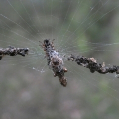 Cyclosa trilobata (Three-lobed spider) at Mongarlowe River - 17 Feb 2022 by arjay