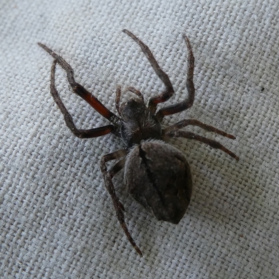 Socca pustulosa (Knobbled Orbweaver) at Mongarlowe River - 17 Dec 2021 by arjay