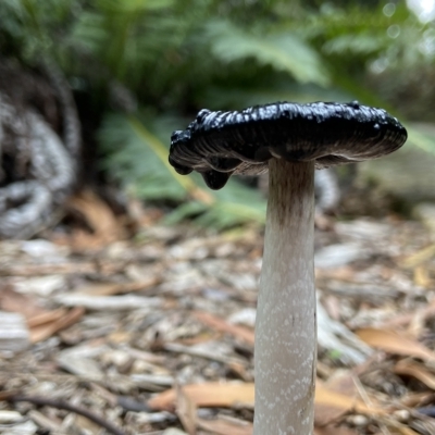 Coprinus comatus (Shaggy Ink Cap) at Acton, ACT - 3 Apr 2023 by AJB
