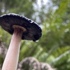 Coprinus comatus at Acton, ACT - 3 Apr 2023 10:08 AM